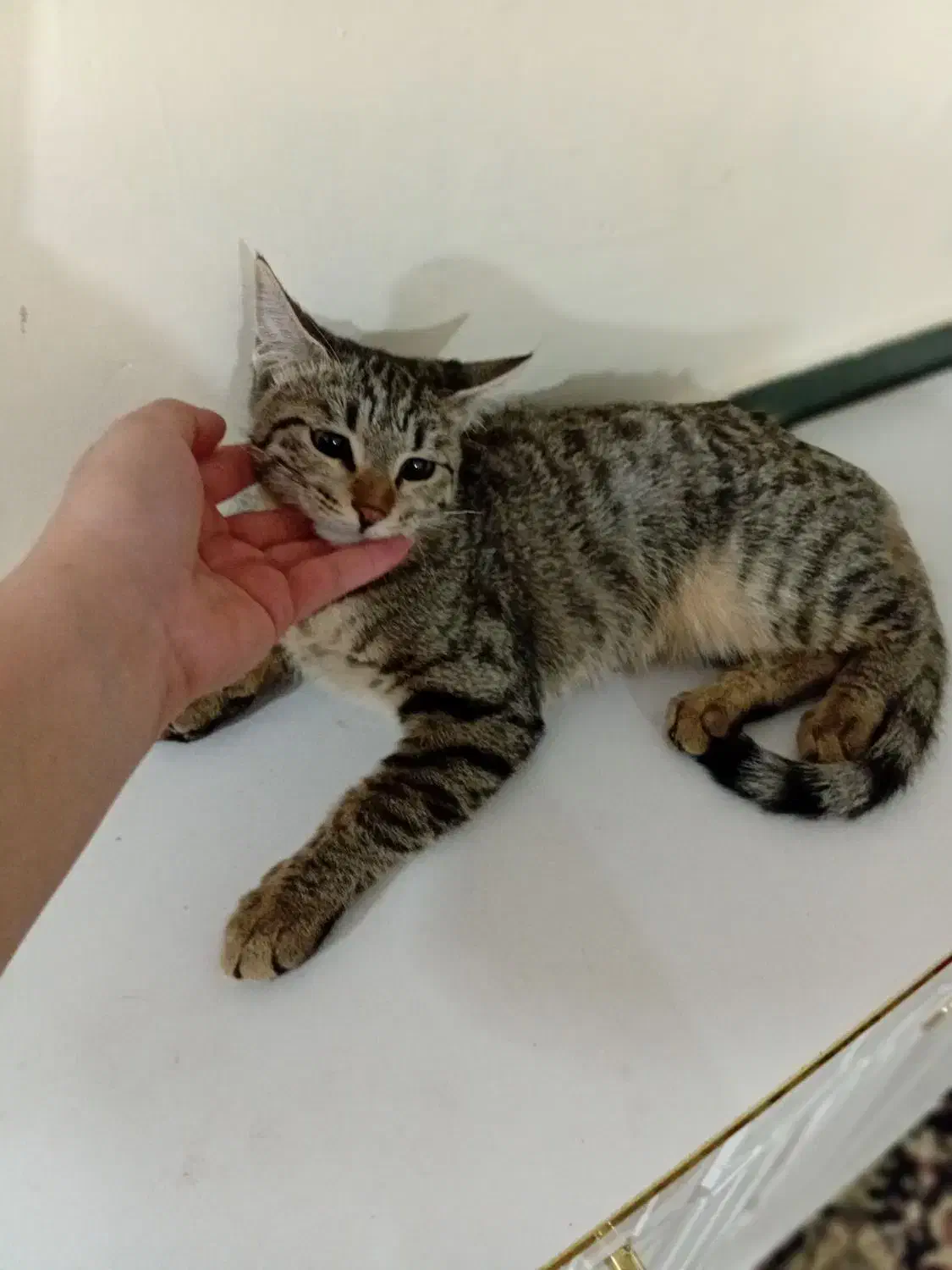 واگذاری گربه|گربه|سنقر, |دیوار