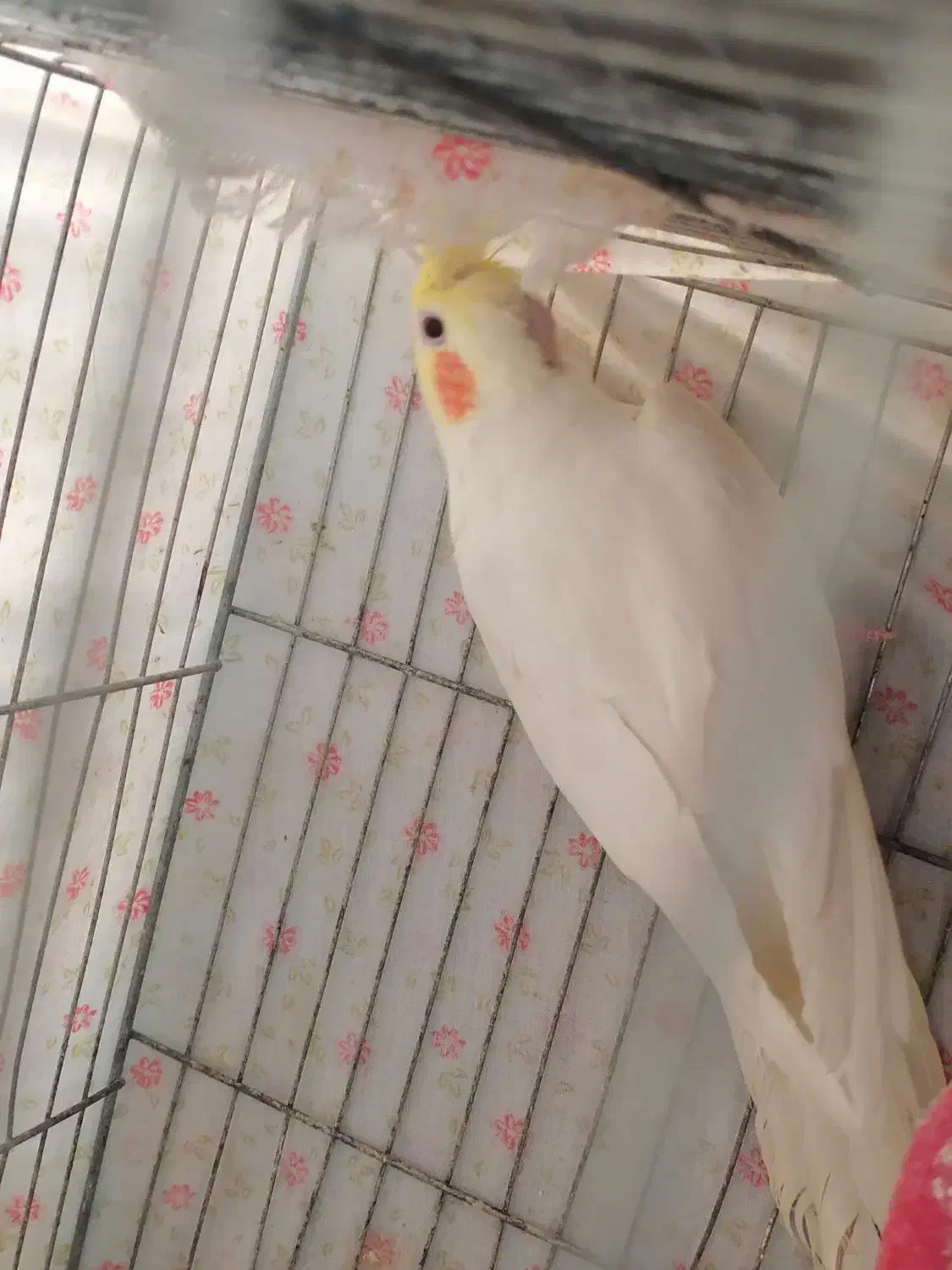 عروس هلندی|پرنده|خمینی‌شهر, |دیوار