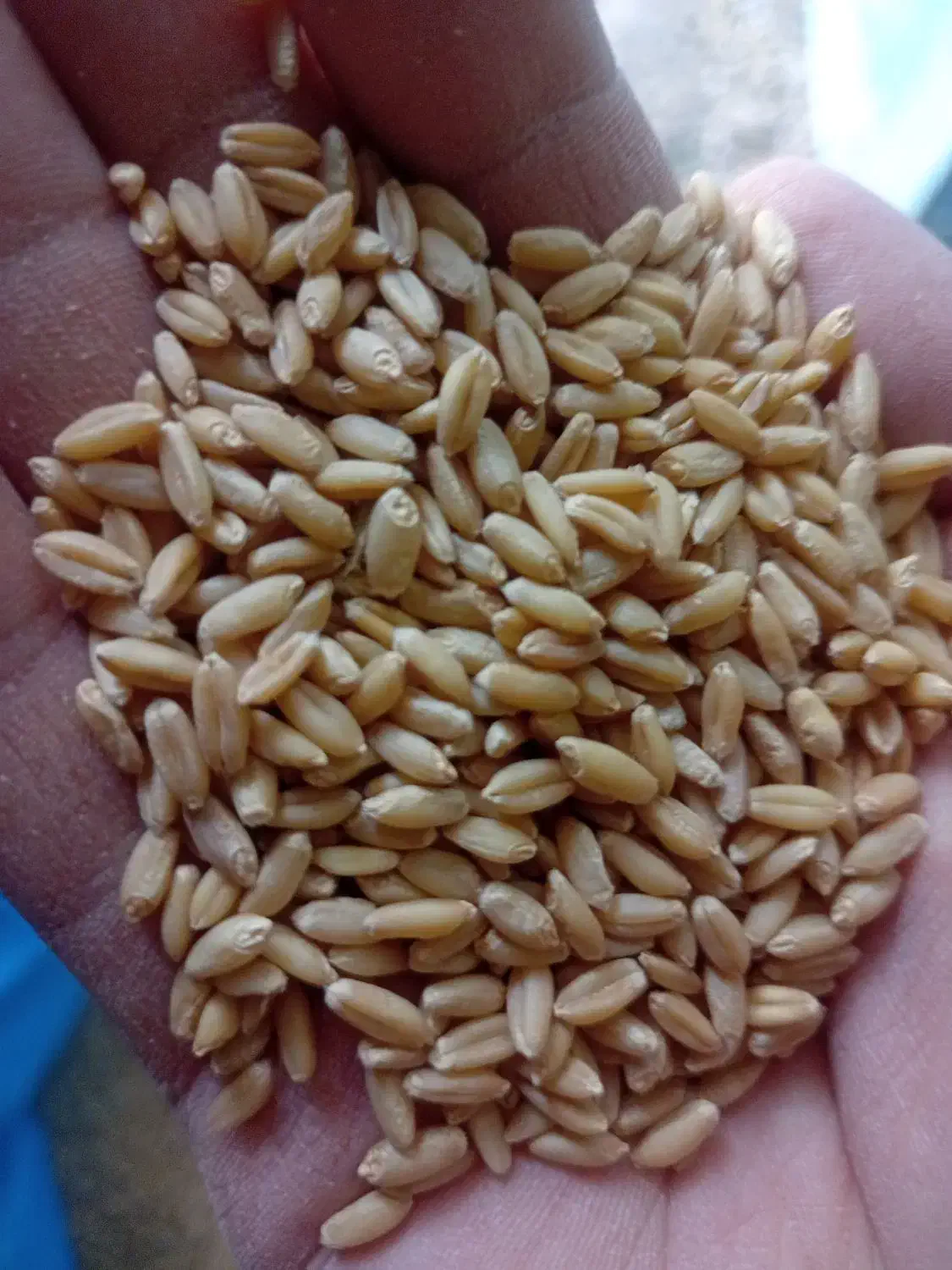 بذرگندم دیم صدرا|خدمات باغبانی و درختکاری|شیرینسو, |دیوار