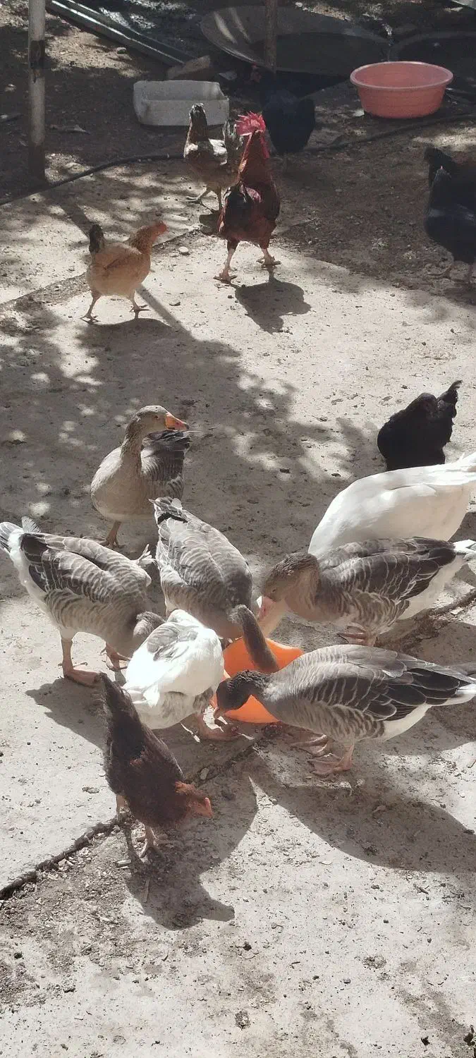 هفت عدد غاز محلی دونه ای|حیوانات مزرعه|کوهسار (البرز), |دیوار