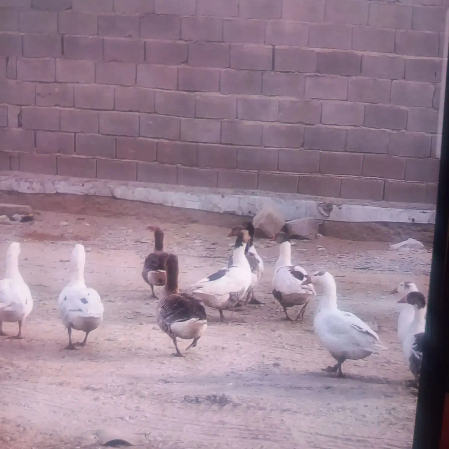 فروش قاز و موتور|حیوانات مزرعه|بندر ماهشهر, |دیوار