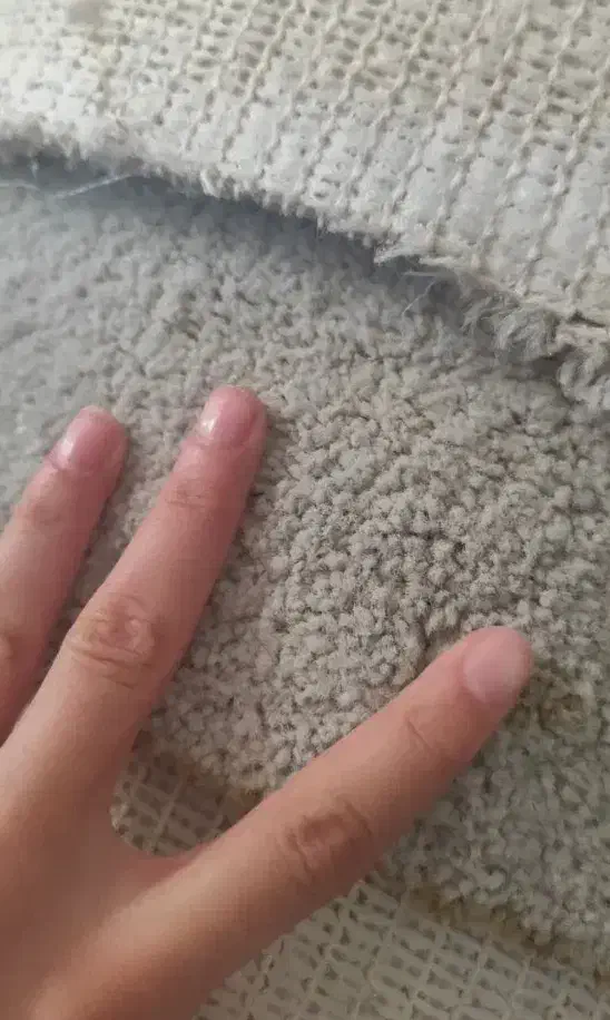 فرش تدی 16متری|فرش|بابلسر, |دیوار