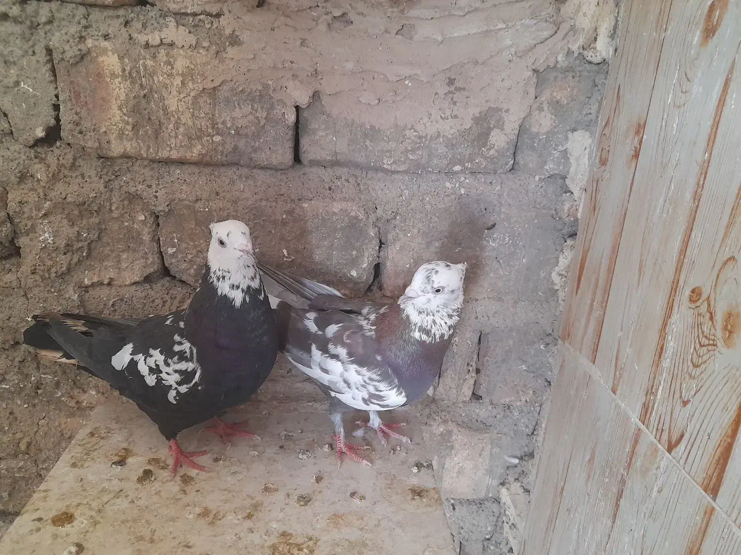 کفتر کل ماستی جفت نر سرخ دم سرور چندتا مقلوف|پرنده|قم, انصارالحسین|دیوار