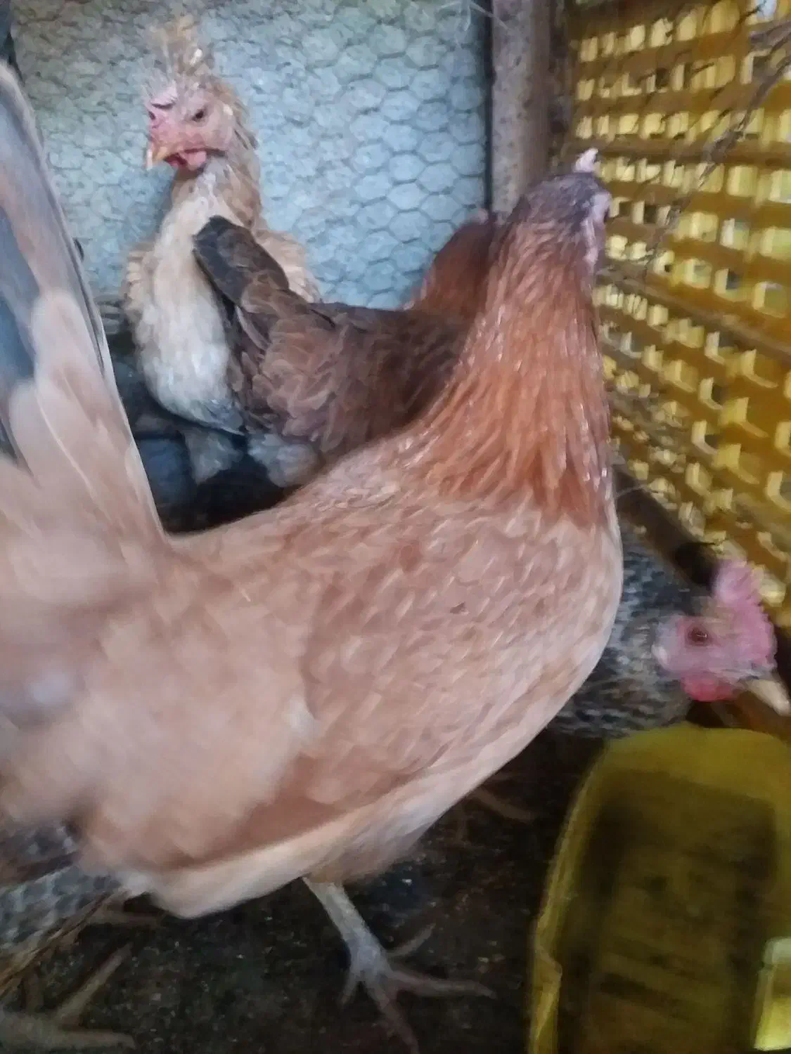 5 عدد مرغ کوردی تخم گذار|حیوانات مزرعه|سرپل ذهاب, |دیوار