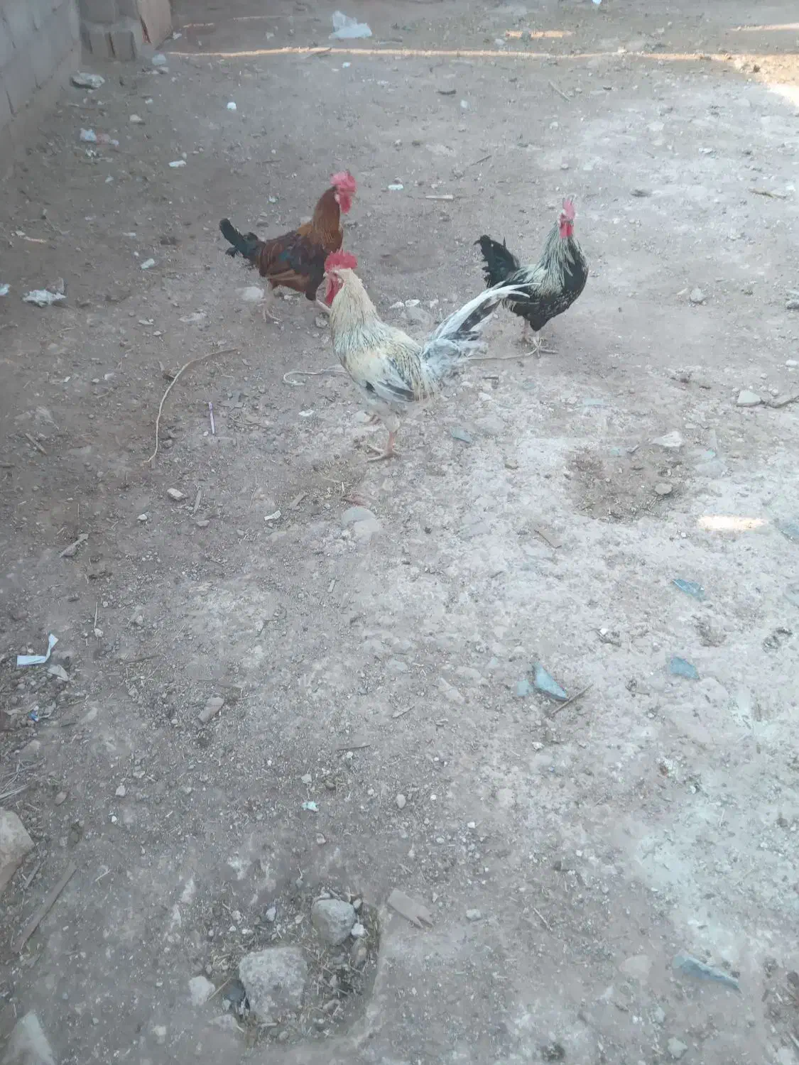 خروس|حیوانات مزرعه|مسجد سلیمان, |دیوار