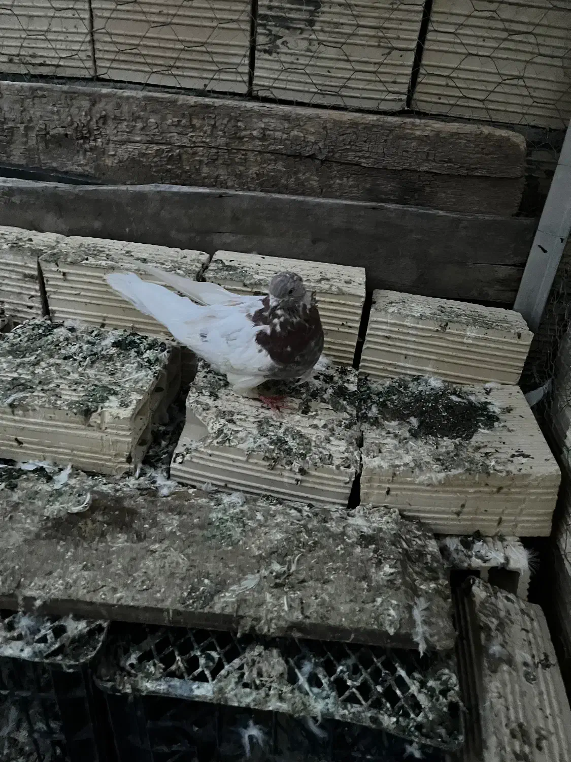 کبوتر باشی رهلی|پرنده|مرند, |دیوار