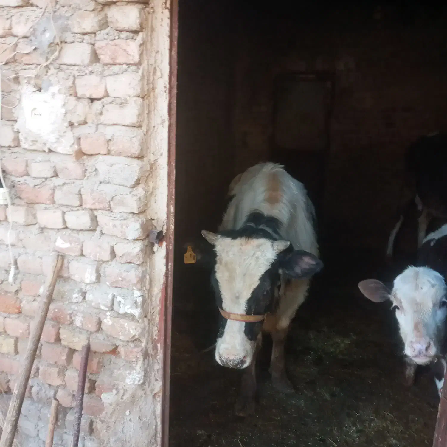 گاو نر سیمیتال|حیوانات مزرعه|شیروان (لرستان), |دیوار