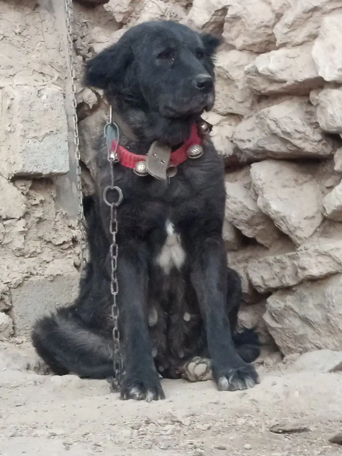 لاسه .ماده قدرجونی .|سگ|شیدا, |دیوار