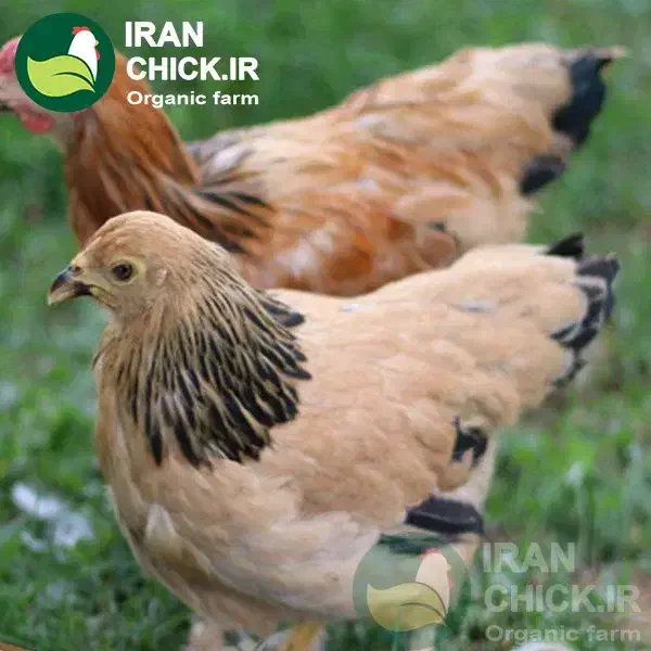 تعددی لباس نو ودرحدنو|لباس|بیرجند, |دیوار