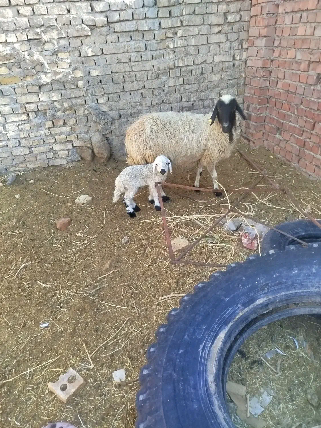 گوسفند|حیوانات مزرعه|کشکوئیه, |دیوار