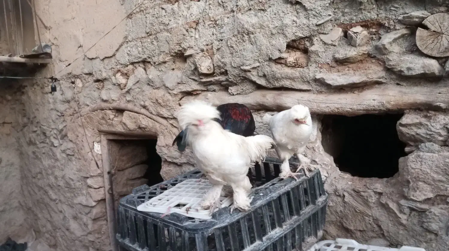 مرغ زینتی|حیوانات مزرعه|مریوان, |دیوار