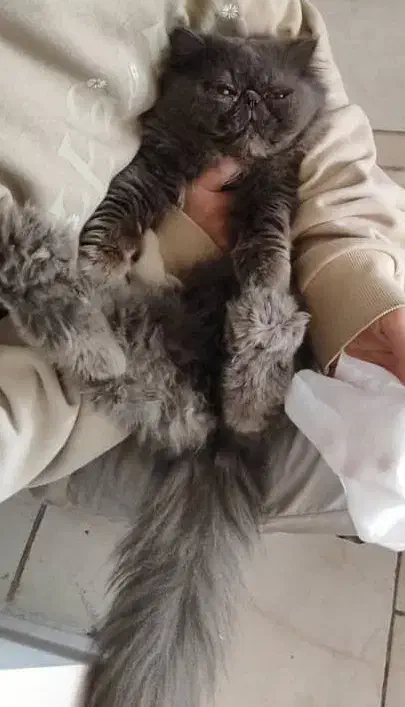 گربه پرشین فوری|گربه|ورامین, ورامین|دیوار