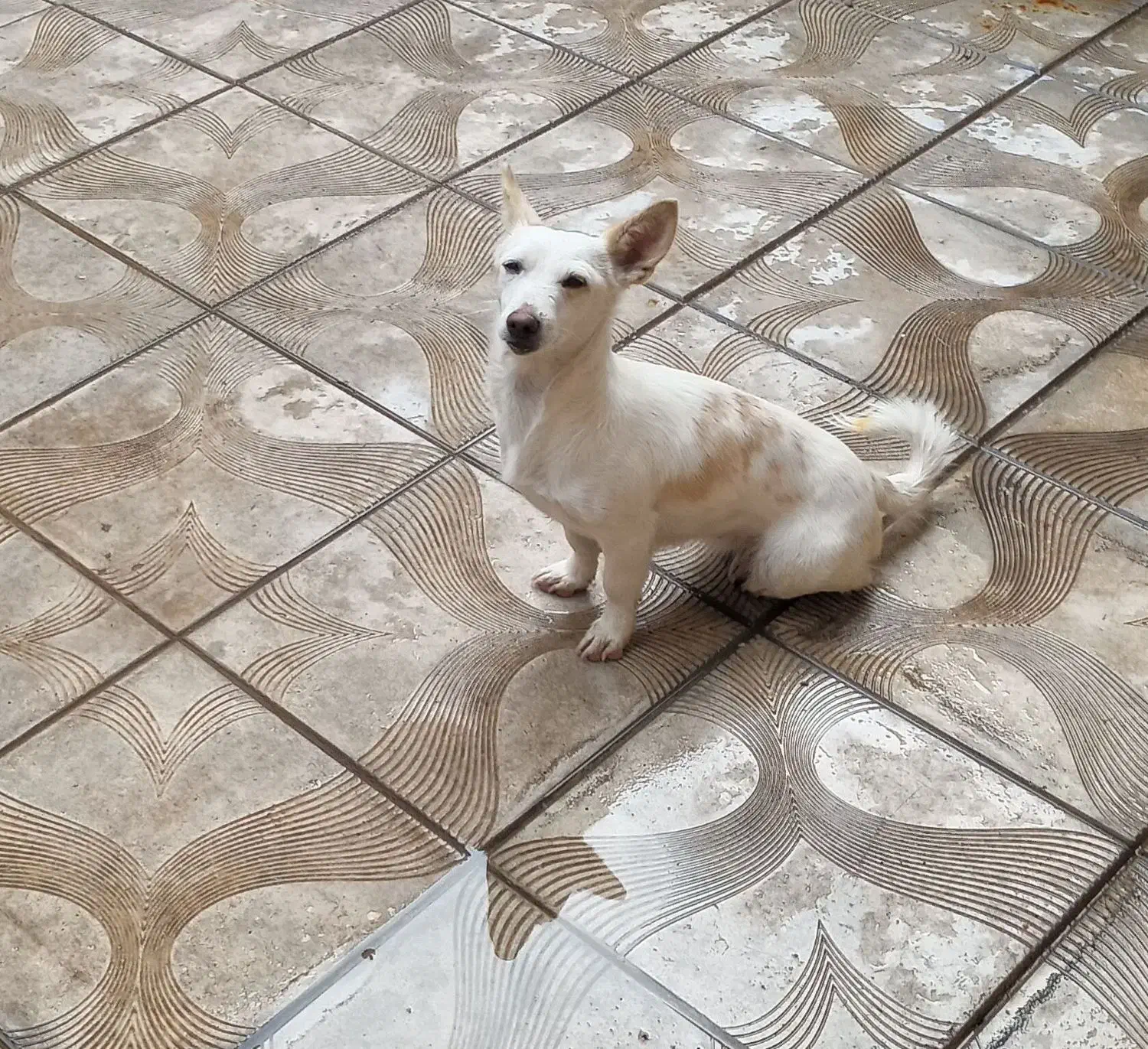 واگذاری سگ|سگ|آذرشهر, |دیوار