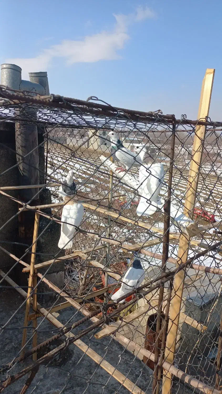 طوقی|پرنده|بهار, |دیوار