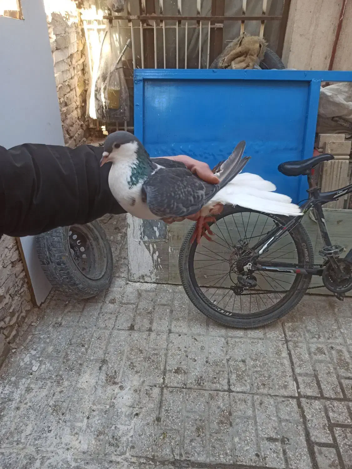 معاوضه رنگه با المانی|پرنده|مشهد, ایثار|دیوار