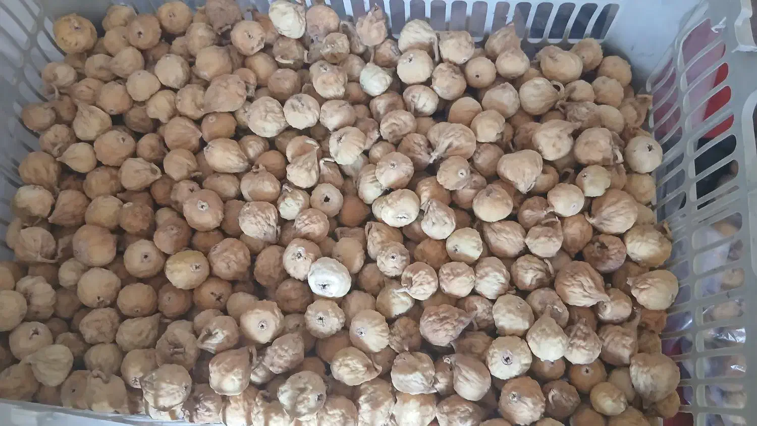 انجیر بش|خوردنی و آشامیدنی|شیراز, شهرک مهرگان|دیوار
