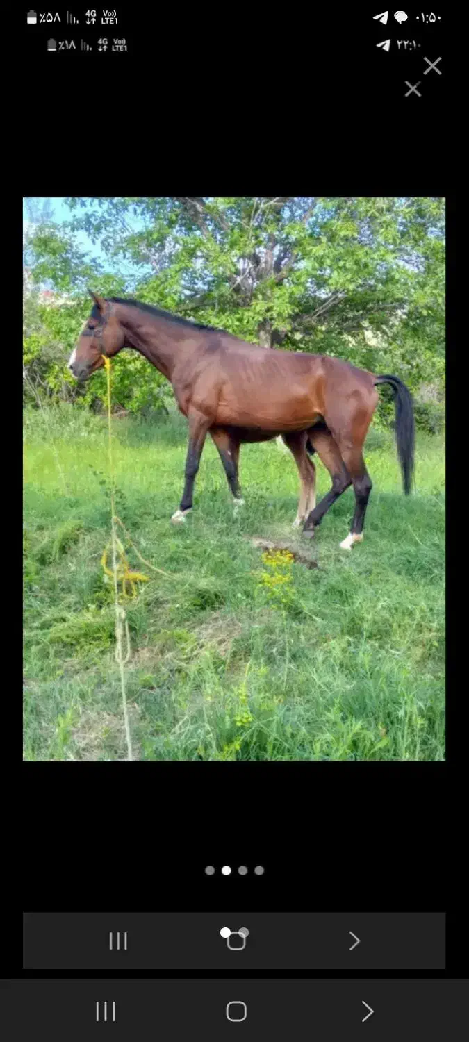 اسب مادیان آخال تکه|اسب و تجهیزات اسب‌سواری|مشگین شهر, |دیوار