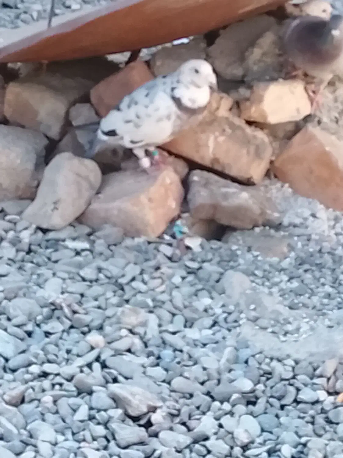 کبوتر همه عالی جفتی 600|پرنده|ایرانشهر, |دیوار