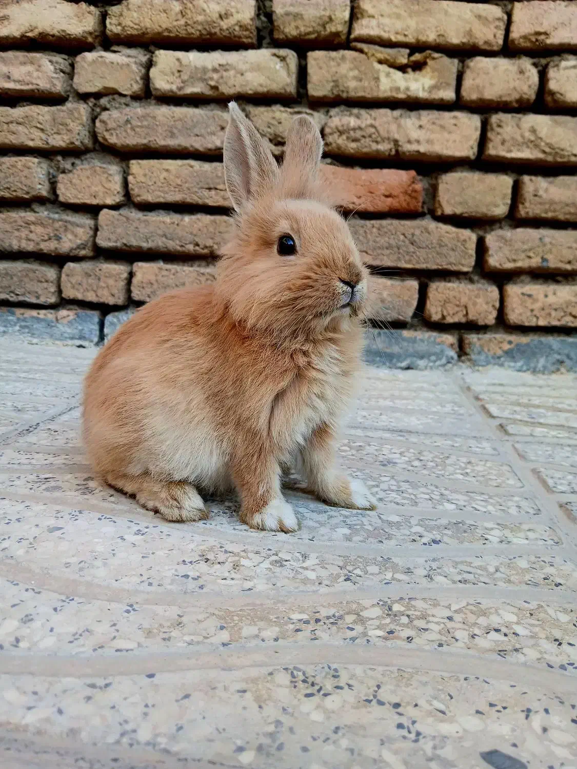 خرگوش لوپ خوشگل و خوشرنگ|موش و خرگوش|شهرکرد, |دیوار