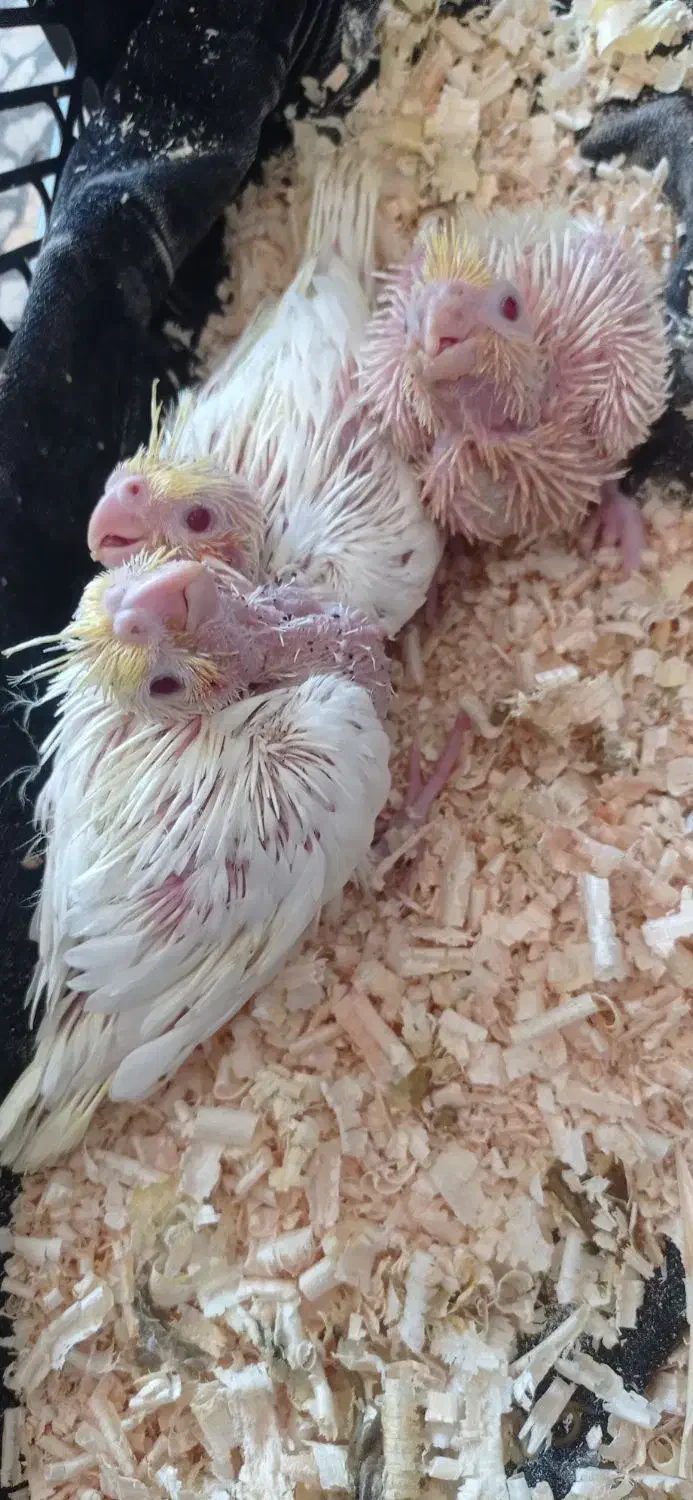 جوجه عروس هلندی|پرنده|اندیمشک, |دیوار