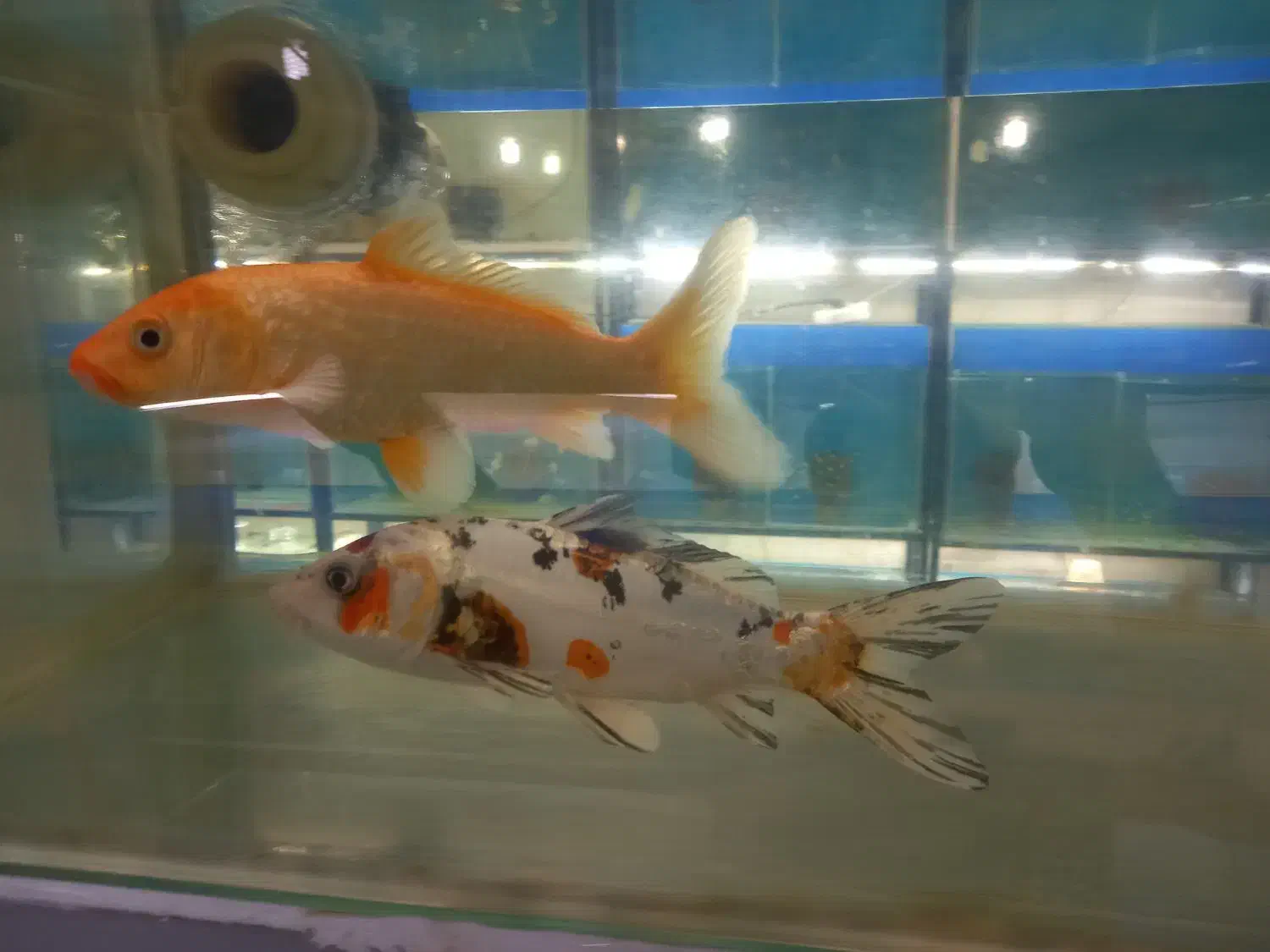 سالن تکثیر و پرورش ماهی زینتی|ماهی|کرج, حصارک پایین|دیوار