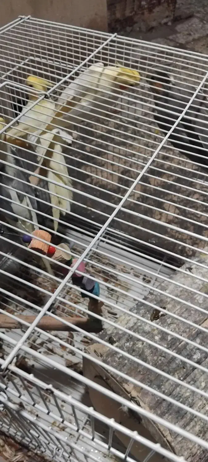 عروس هلندی|پرنده|بندرعباس, |دیوار