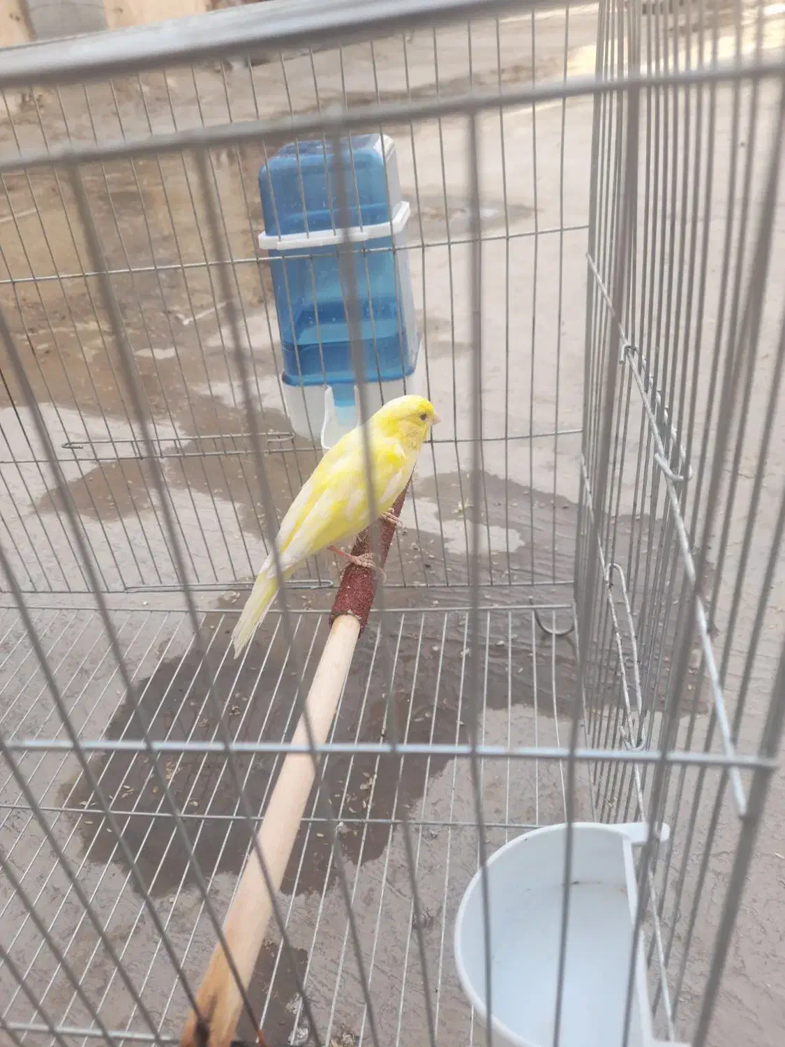 قناری ماده جفتخورسهره|پرنده|شیراز, شهرک امیر کبیر|دیوار