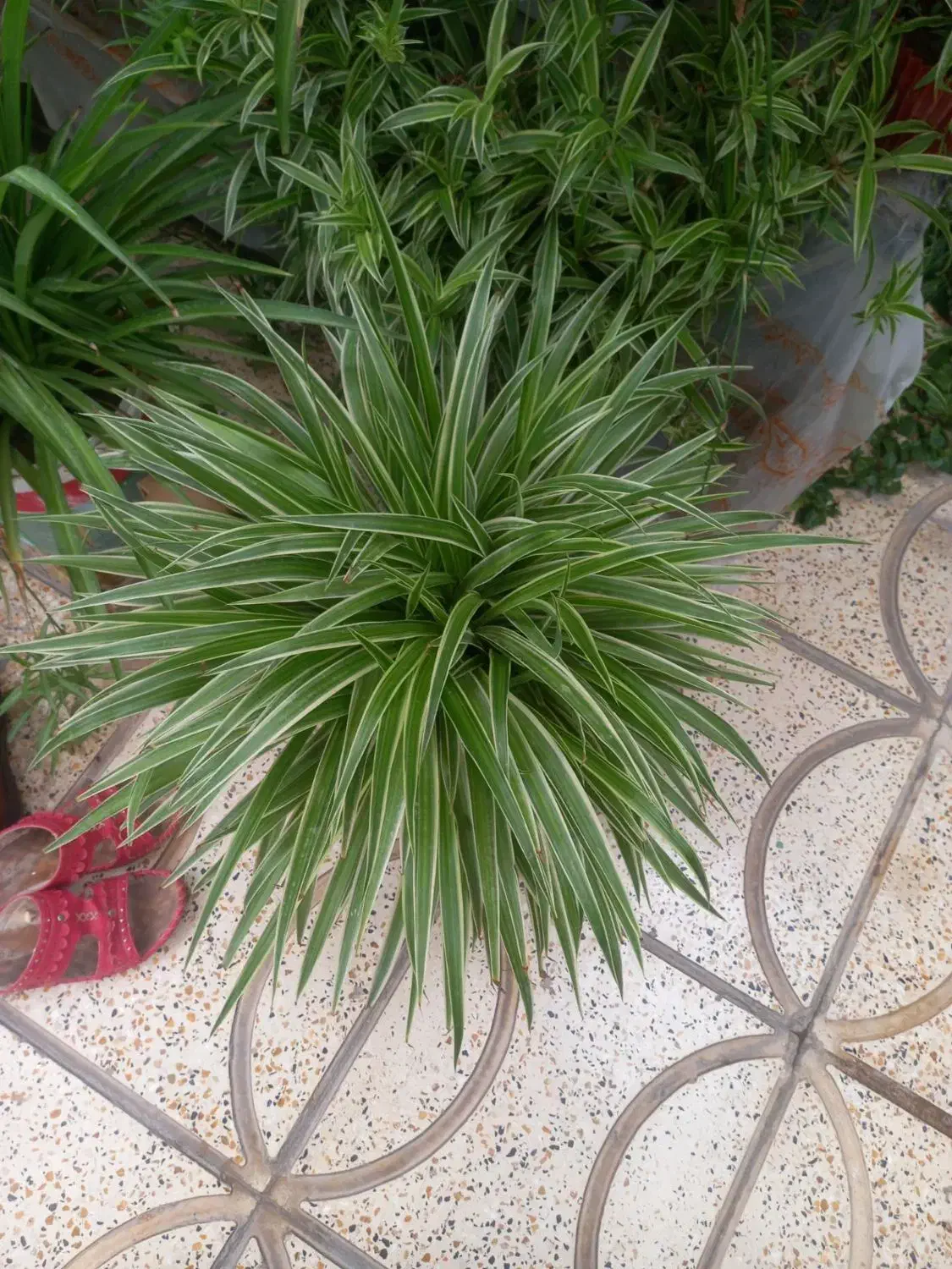 گل گندمی بادوام و زیبا|گل و گیاه طبیعی|کرج, شهرک سهرابیه|دیوار