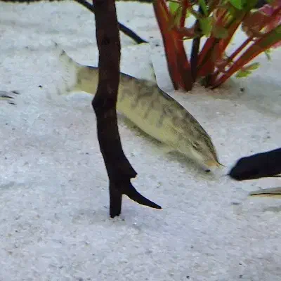 لوچ کماندو یا پاکستانی /آکواریوم/گل و گیاه|ماهی|مشهد, کوثر|دیوار