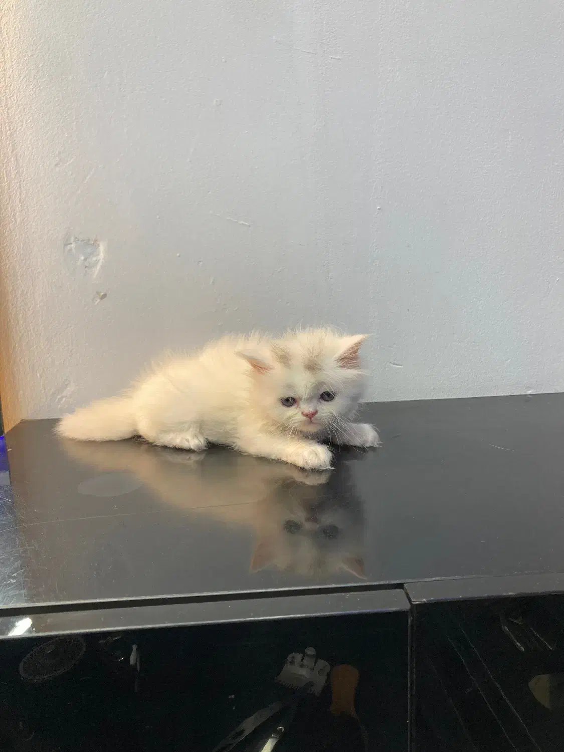 توله گربه پرشین و بیریتیش|گربه|اصفهان, نقش جهان|دیوار