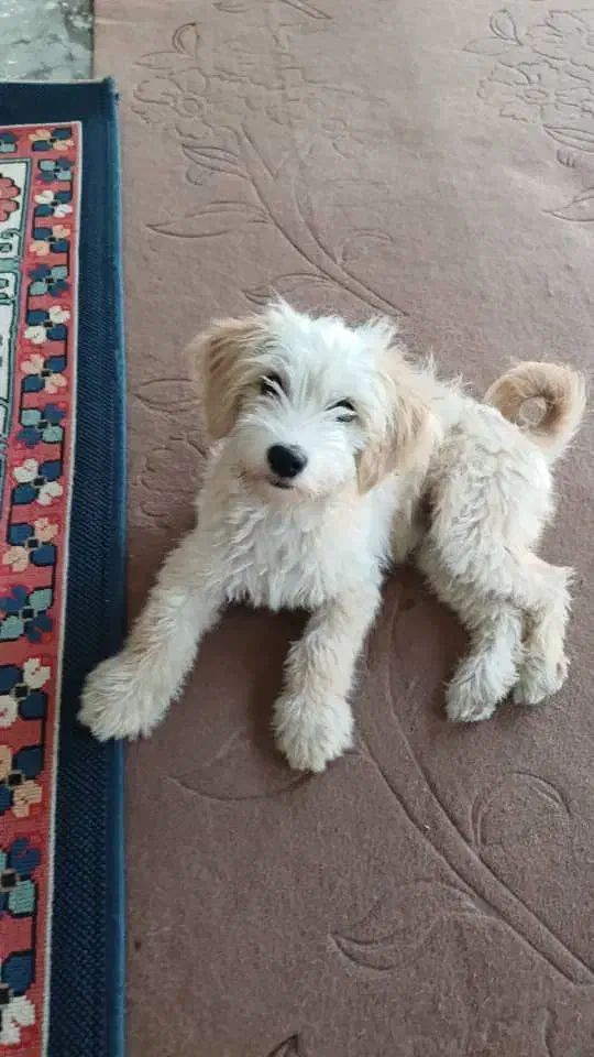 سگ پا کوتاه ۳ واگذاری|سگ|رشت, پیرکلاچای|دیوار