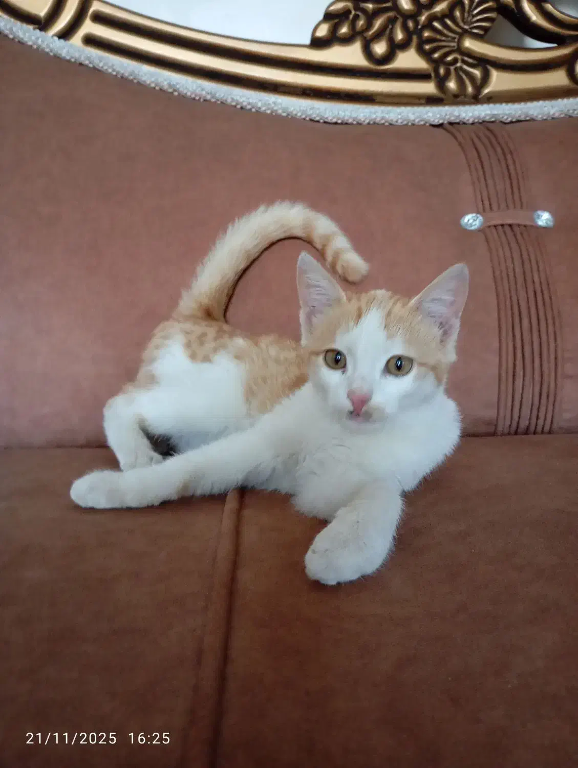 گربه|گربه|تبریز, |دیوار