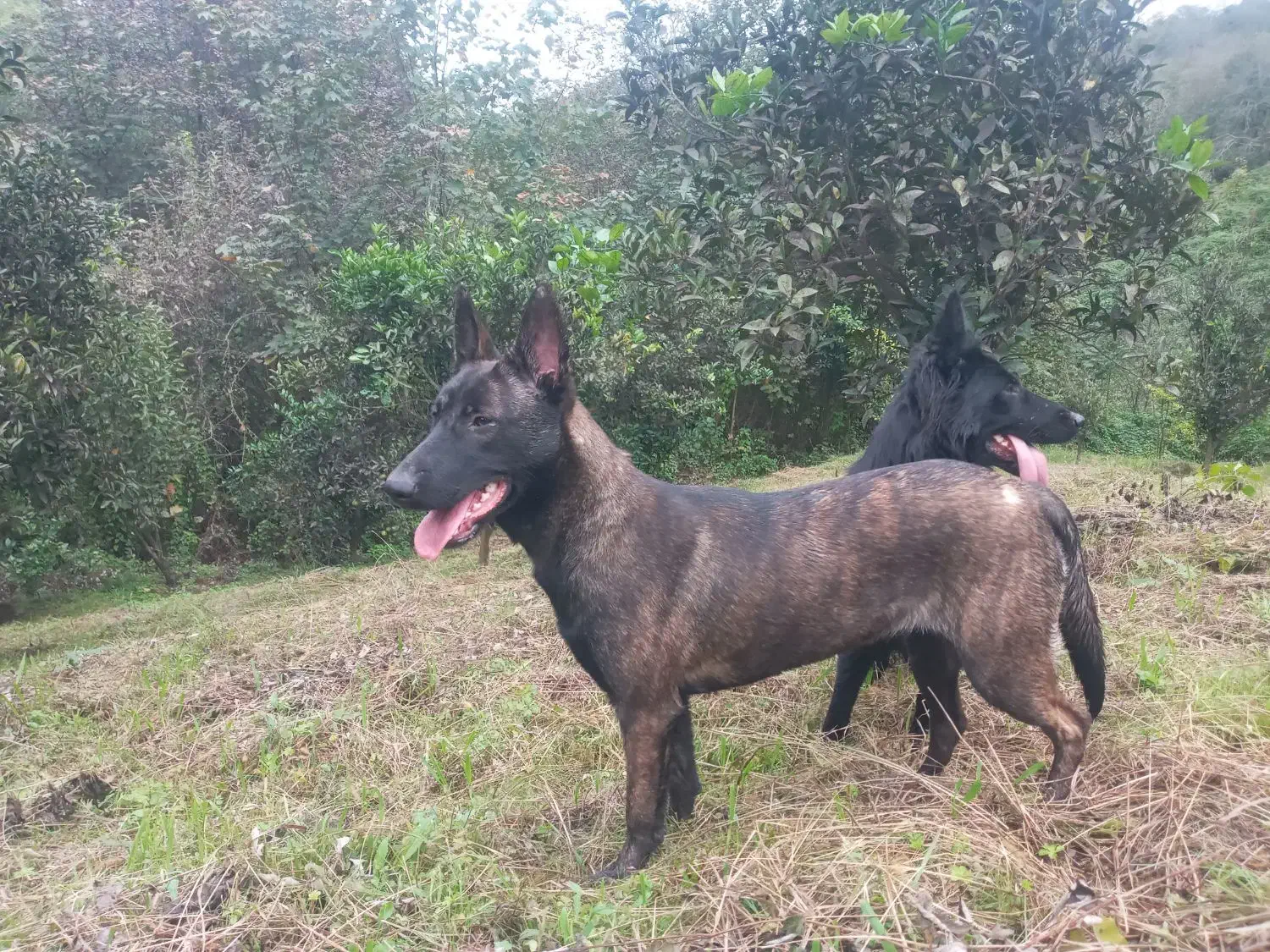 مالی نویز|سگ|املش, |دیوار