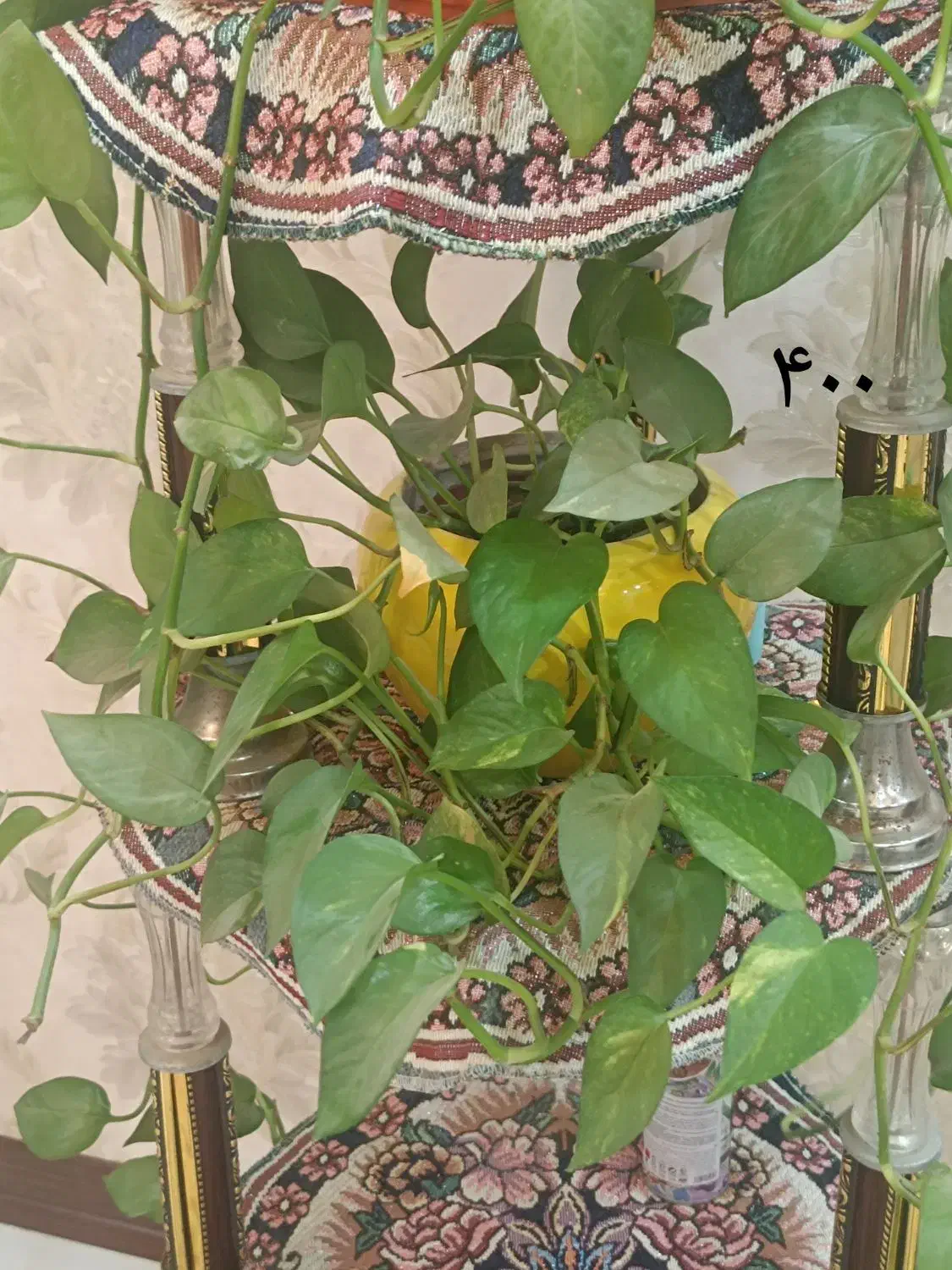 گلهای طبیعی شیک همراه با قیمت درج شده|گل و گیاه طبیعی|بجنورد, |دیوار