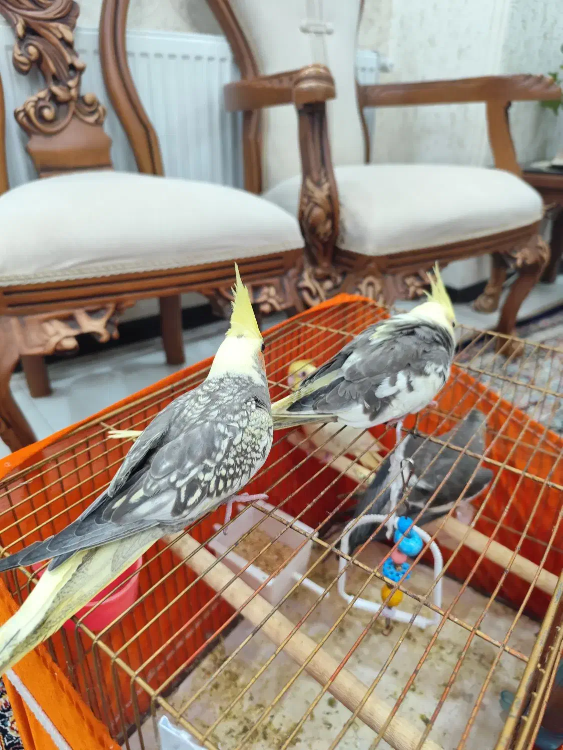 عروس هلندی6عددبادوتاقفس لوازم یکجا شهریاروائین|پرنده|شهریار, شهرک وائین|دیوار