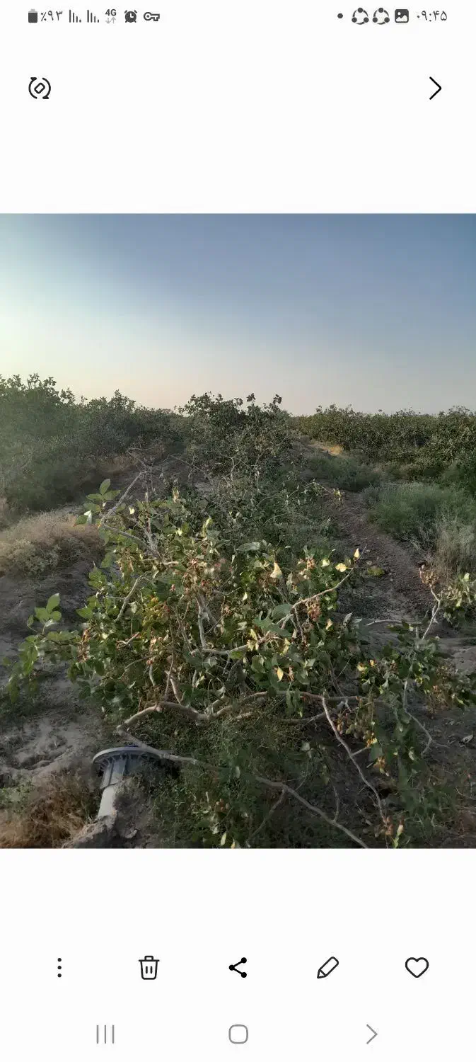 باغ پسته ثمری|فروش زمین و ملک کلنگی|زید آباد, |دیوار
