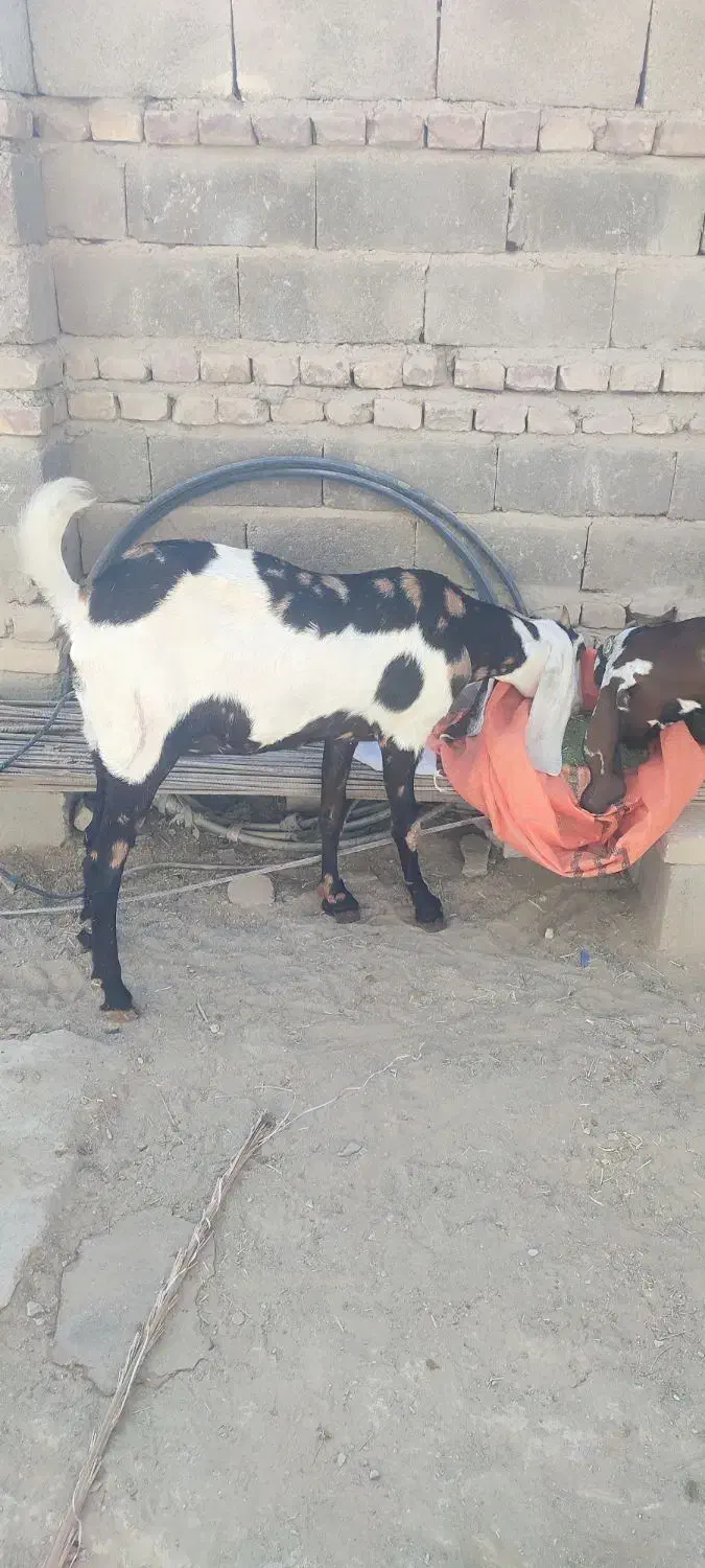 بز دورگ|حیوانات مزرعه|سراوان, |دیوار