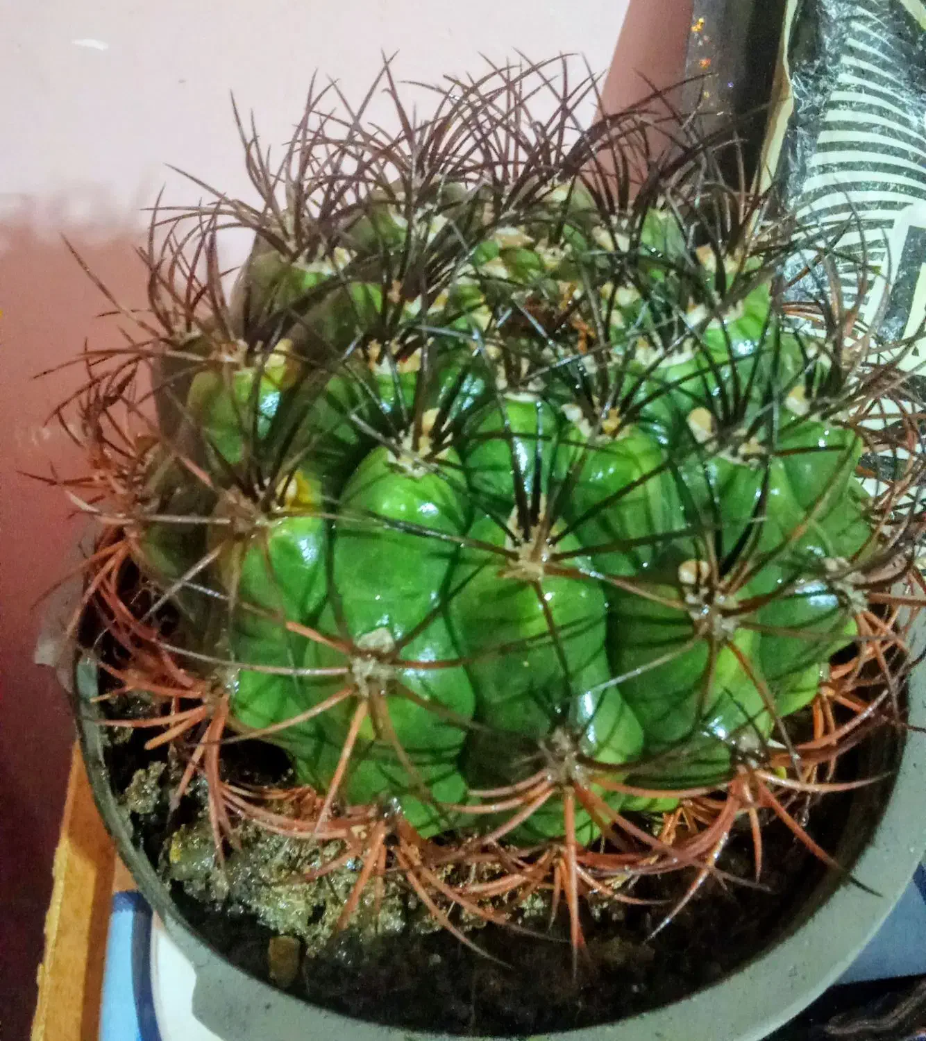 کاکتوس آپارتمانی|گل و گیاه طبیعی|گرگان, |دیوار