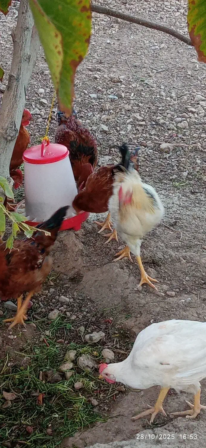 مرغ وخروس پنجاه وچهار قطعه|حیوانات مزرعه|هشتگرد, خور|دیوار