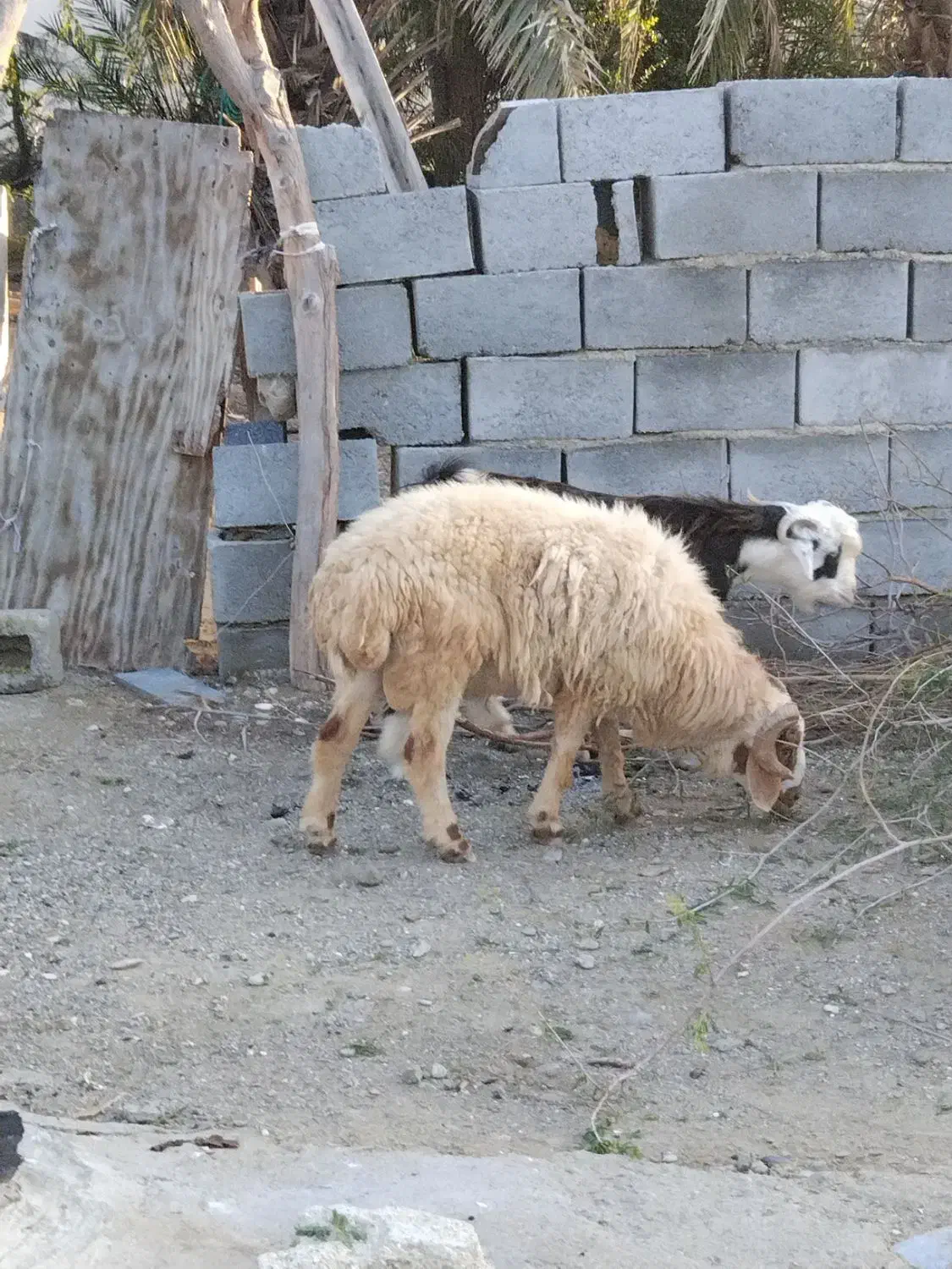 بره نر|حیوانات مزرعه|جاسک, |دیوار