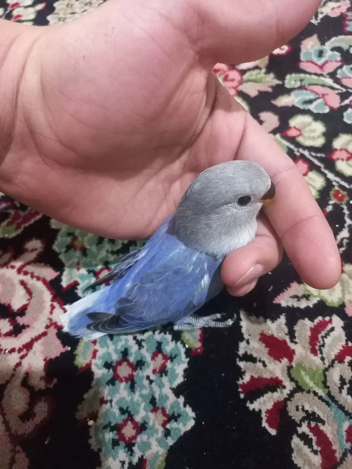 طوطی برزیلی|پرنده|کرمانشاه, |دیوار