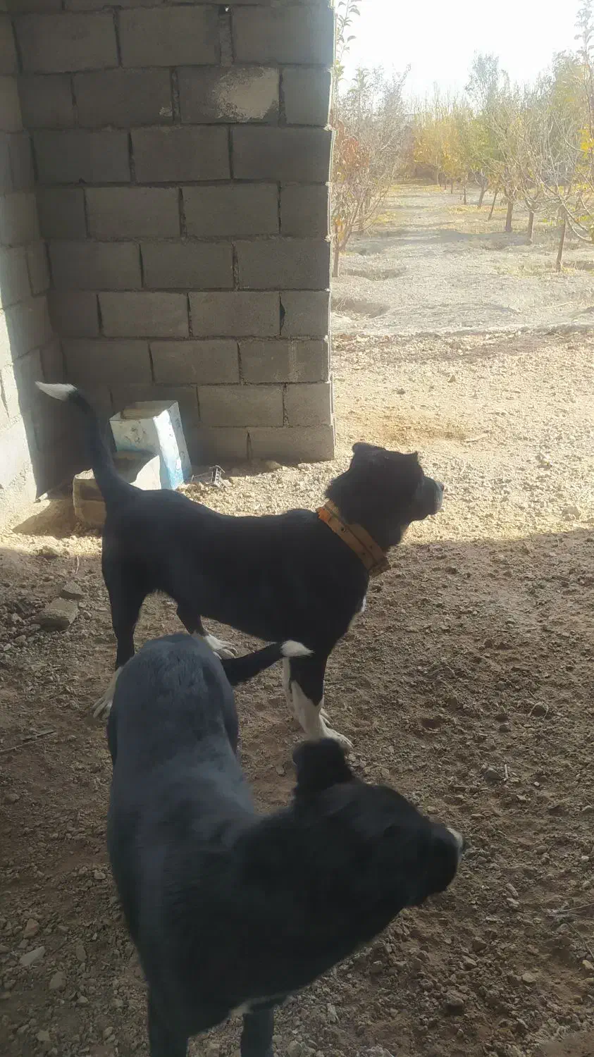 توله سگ قدرجونی اصل|سگ|قهدریجان, |دیوار