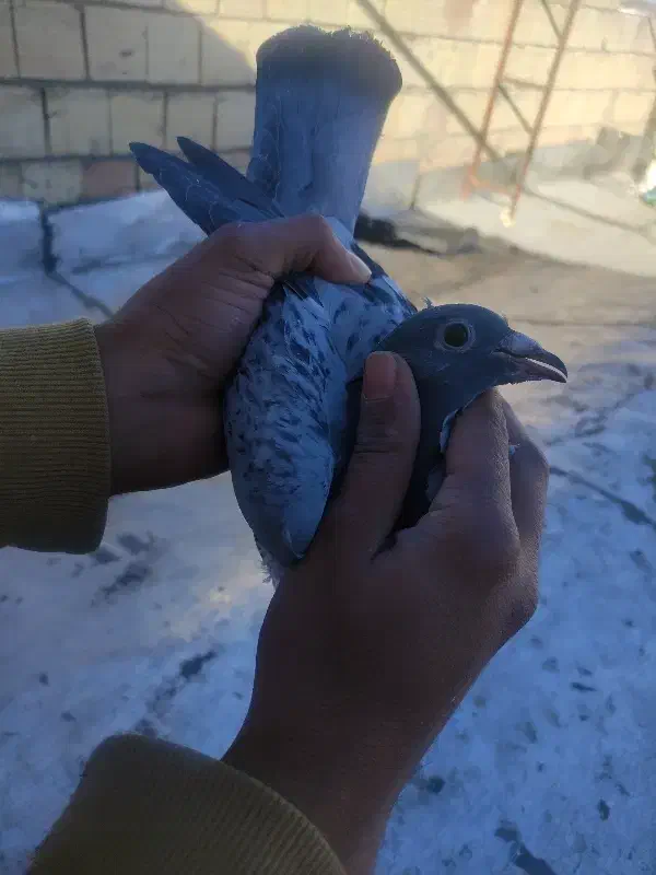 فروش 3جفت کفتر عتیقه کم یاب|پرنده|بیرجند, |دیوار