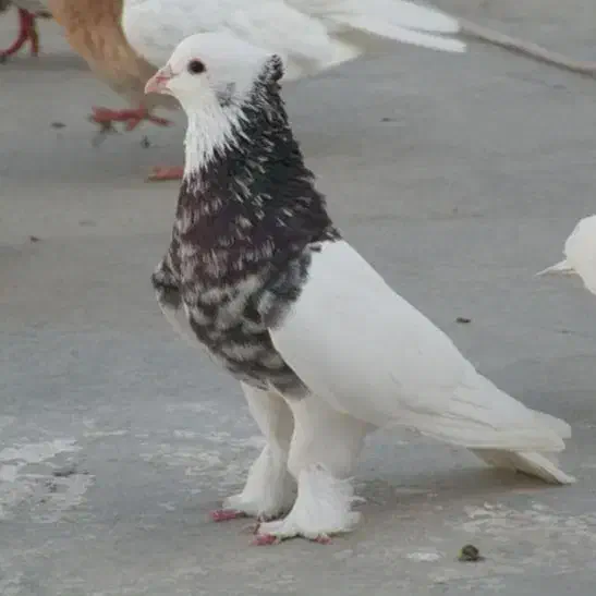 زیل کبوتر|پرنده|سریش آباد, |دیوار