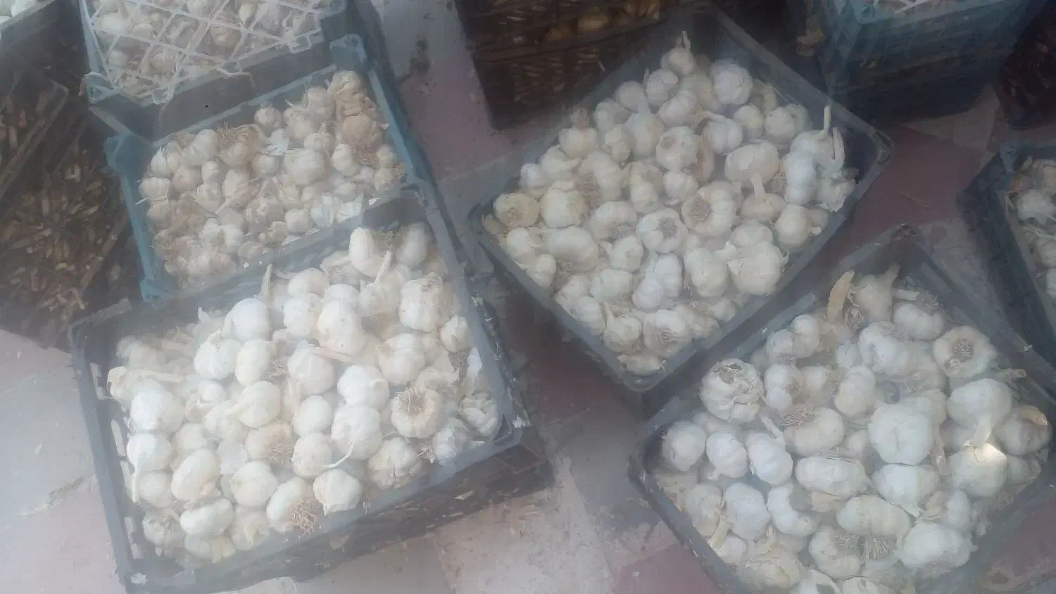 سیر|خوردنی و آشامیدنی|شیراز, گل سرخ|دیوار