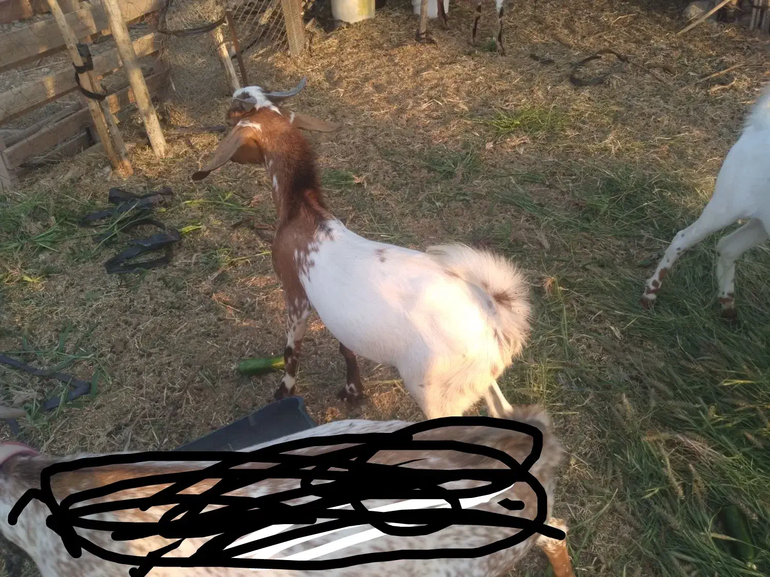 نری|حیوانات مزرعه|توکهور, |دیوار