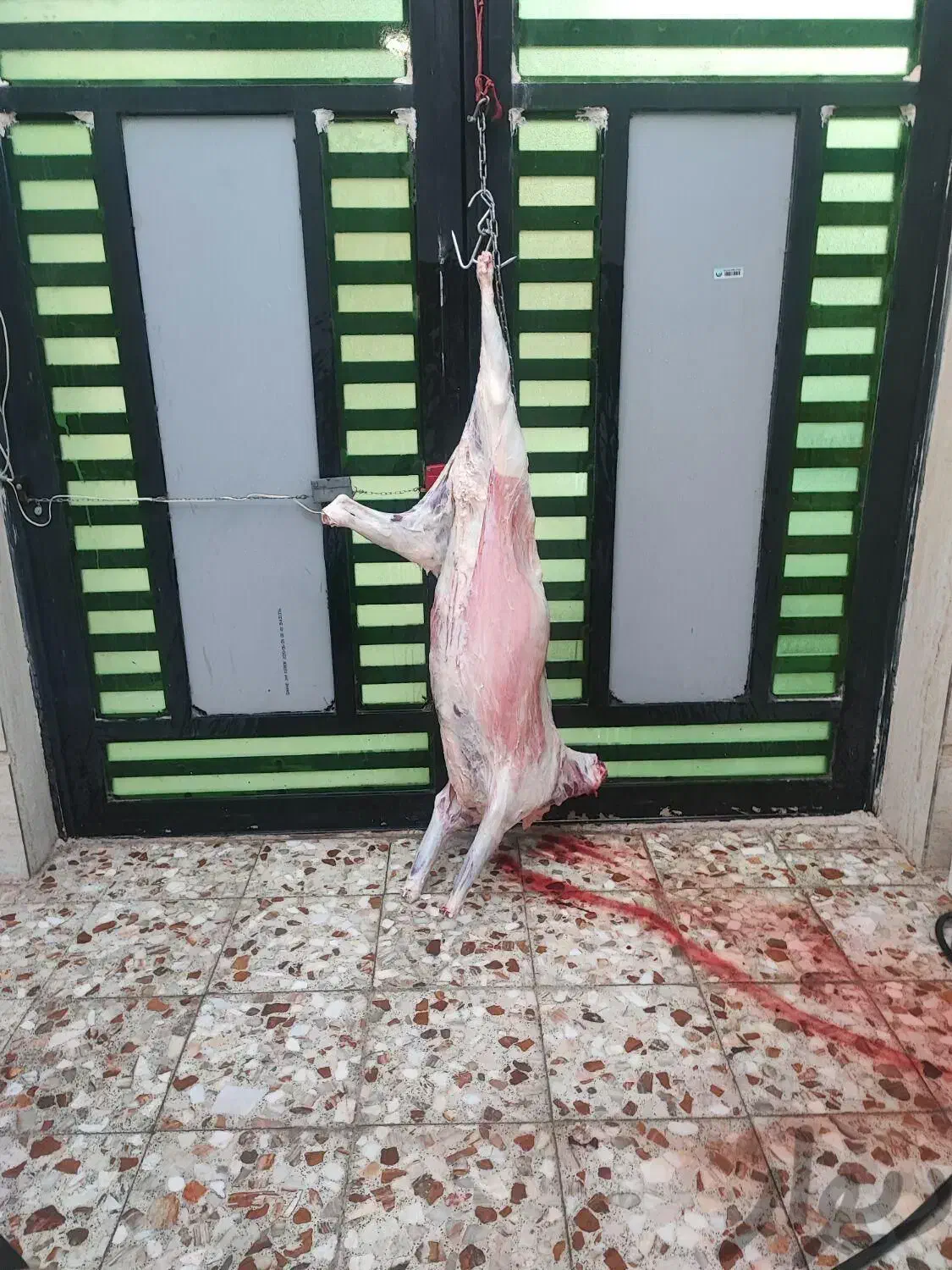 ذبح سلاخ سلاخی قصاب قربانی گوسفند۵۰۰تومن|خدمات پذیرایی، مراسم|زنجان, |دیوار