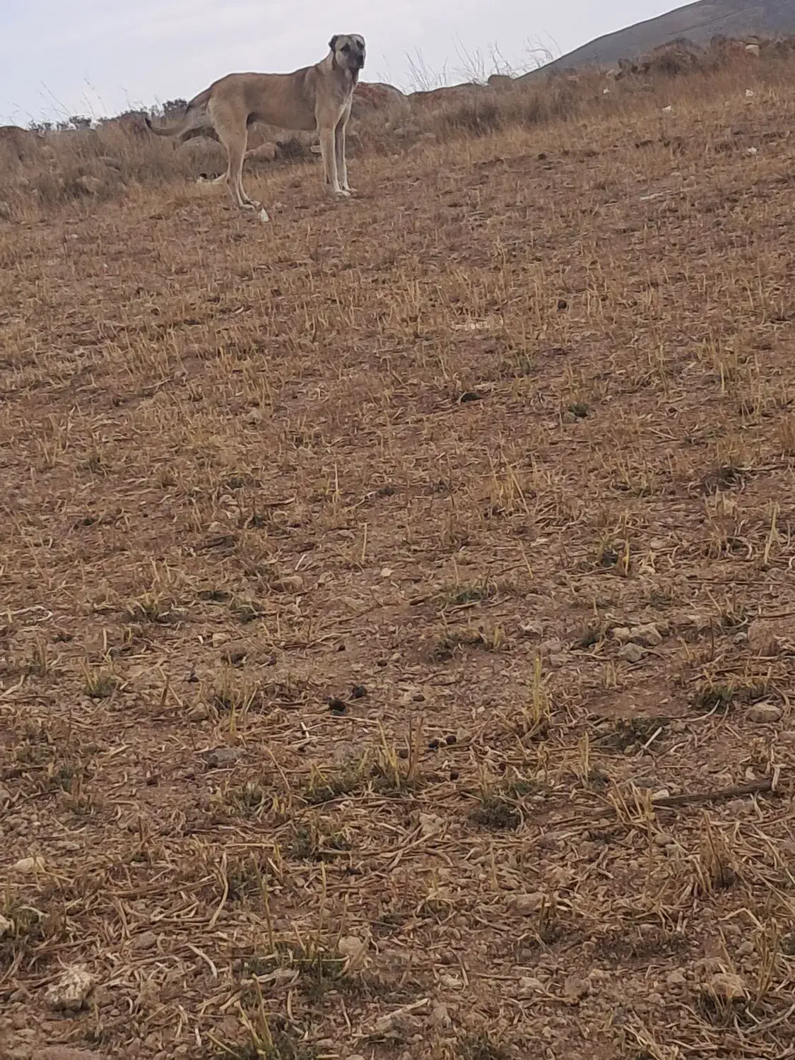 سگ سرابی گله ای|سگ|نیر (اردبیل), |دیوار