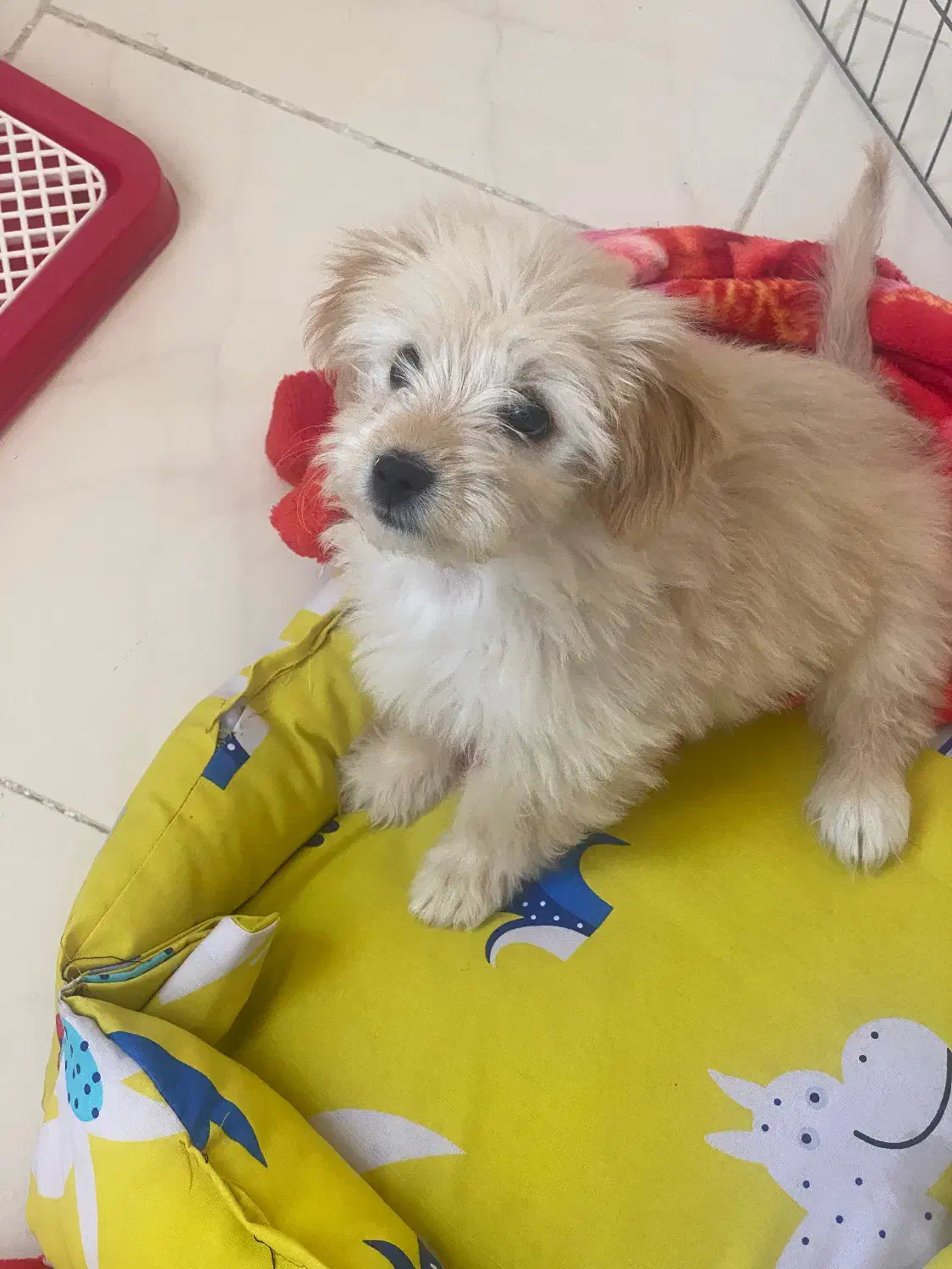 سگ مالتیپو سه ماهه|سگ|ایوانکی, |دیوار