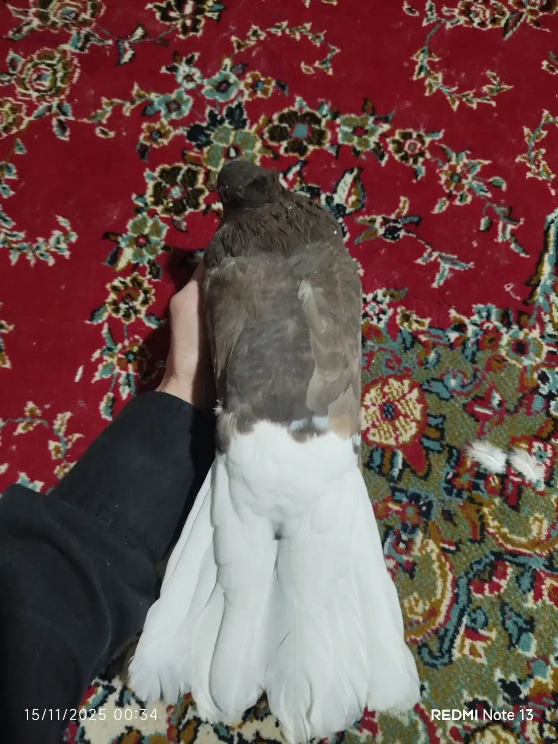 کبوتر قهوه دم سفید|پرنده|جنت, |دیوار